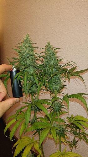 Growreport Bild 10