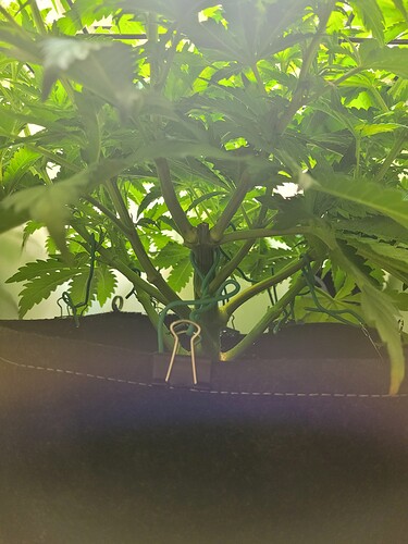 Growreport Bild 4