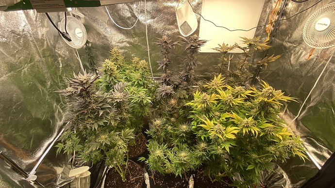 Growreport Bild 25