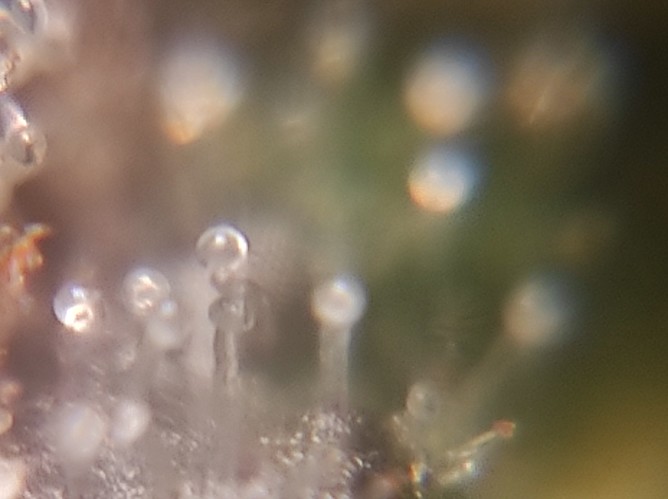 Growreport Bild 5