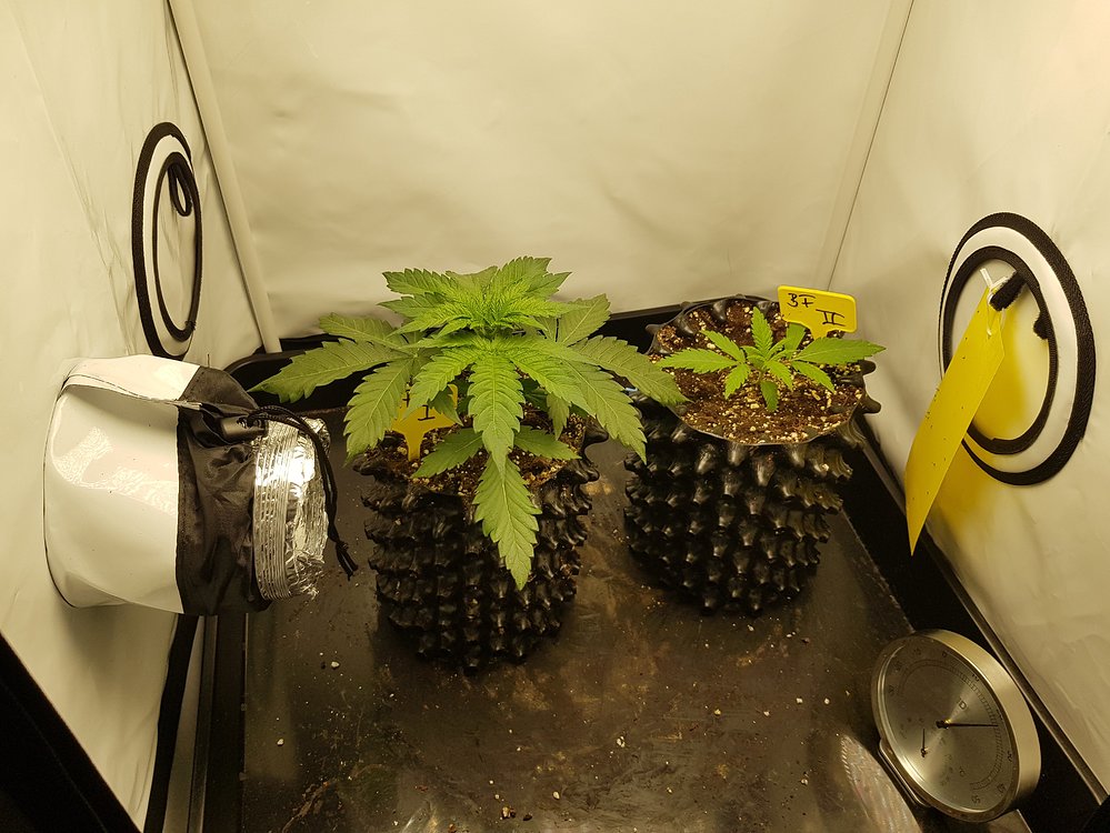 Mein erstes Zeltlager: Von Anfang bis Ende und von der Küche zum Growroom
