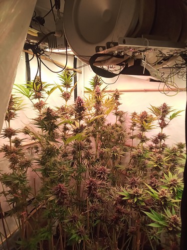 Growreport Bild 41