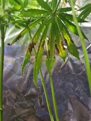 Growreport Bild 7