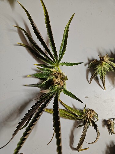 Growreport Bild 53