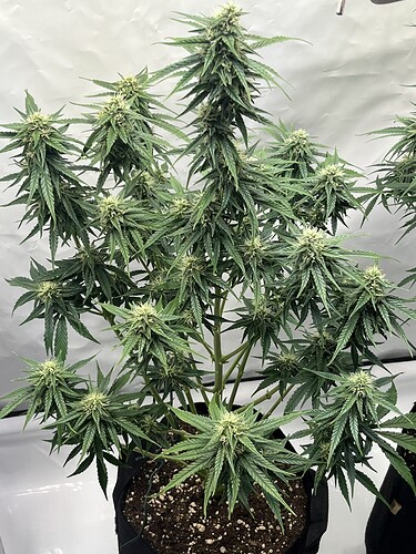 Growreport Bild 35