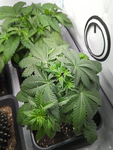 wt17_purepowerplant_oben