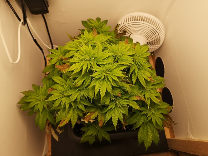 Growreport Bild 1