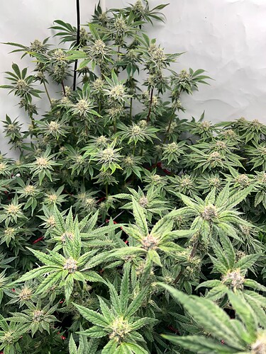 Growreport Bild 13