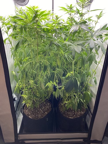 Growreport Bild 1