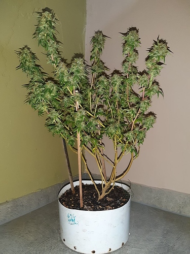 Growreport Bild 7