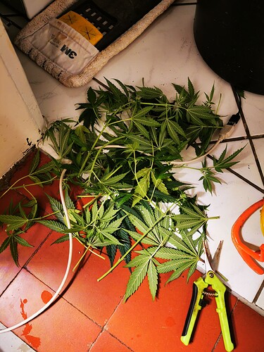Growreport Bild 3