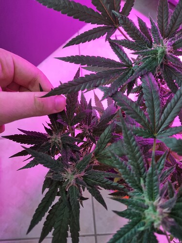 Growreport Bild 4