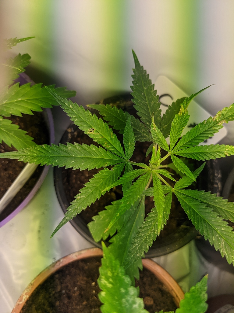 Gelbe Blätter und helle Flecken - Grow-Probleme - Forum