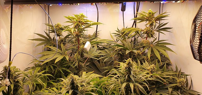 Growreport Bild 6