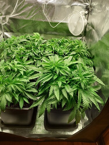 Growreport Bild 7