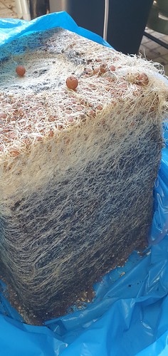 Growreport Bild 43