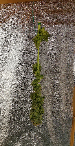 Growreport Bild 7