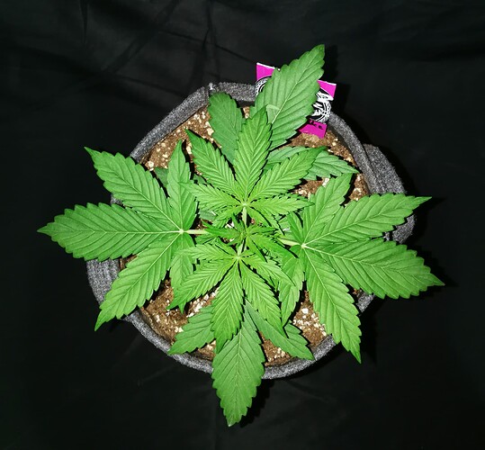 pineapple day21 a