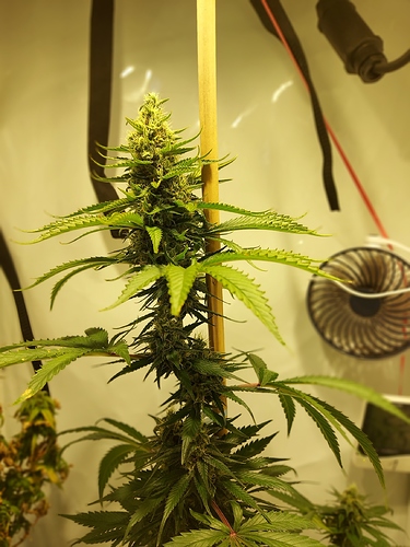 Growreport Bild 9