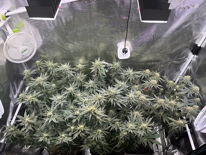 Growreport Bild 29
