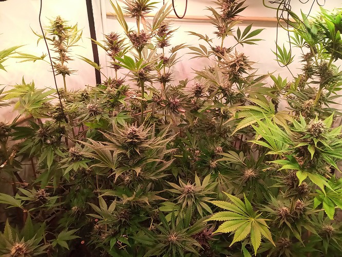 Growreport Bild 40