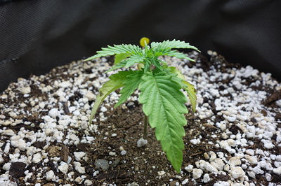 Ein junger Cannabiskeimling mit mehreren Blättern und ersten Anzeichen von Vergilbung an den unteren Blättern, der in Erde mit Perlit wächst.