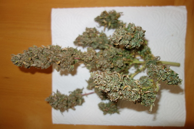 Growreport Bild 36