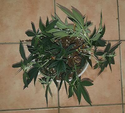 Growreport Bild 14