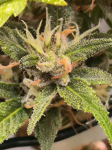 Growreport Bild 10
