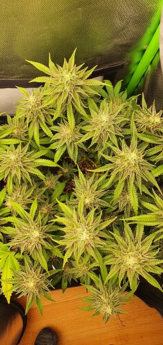 Growreport Bild 18
