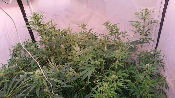 Growreport Bild 3