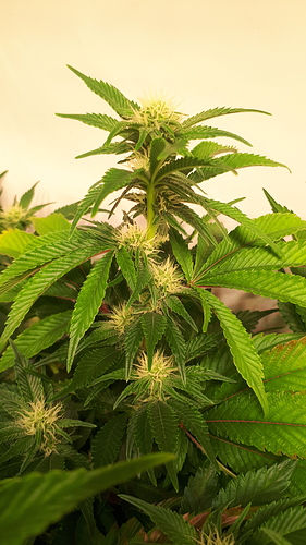 Growreport Bild 4