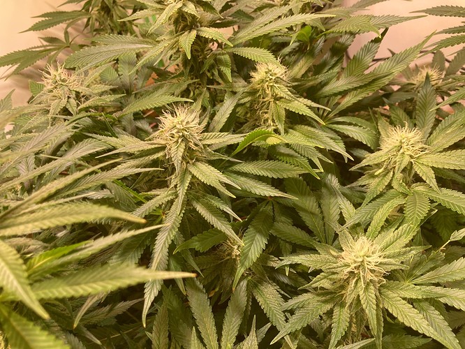 Growreport Bild 6