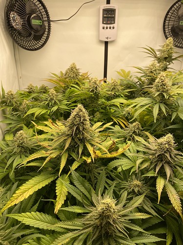 Growreport Bild 1