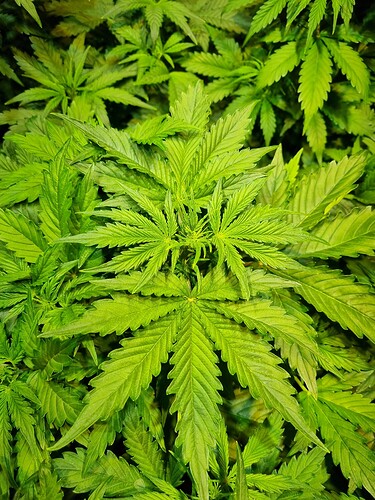 Growreport Bild 16