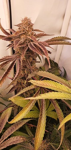Growreport Bild 18