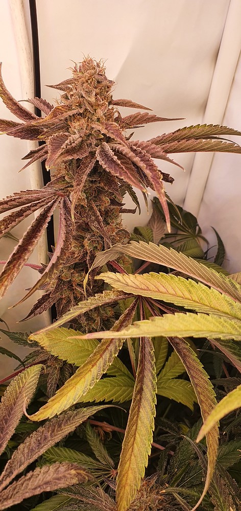 Der Weg zum 2ten Grow, 80x80, Autopots, Biotabs, Zeus X320 LED