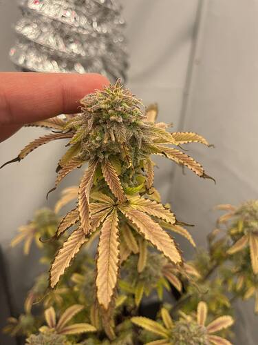 Growreport Bild 5