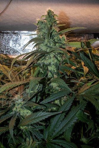 Growreport Bild 4