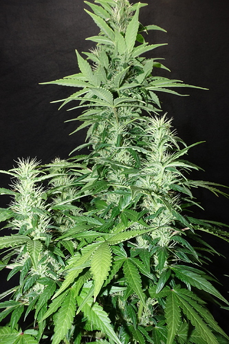 Growreport Bild 23