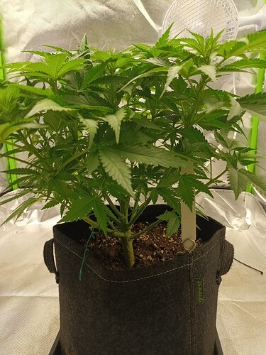 Growreport Bild 7