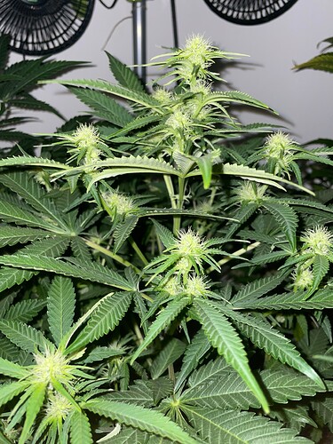 Growreport Bild 6