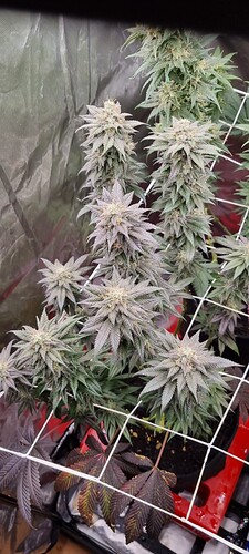 Growreport Bild 73