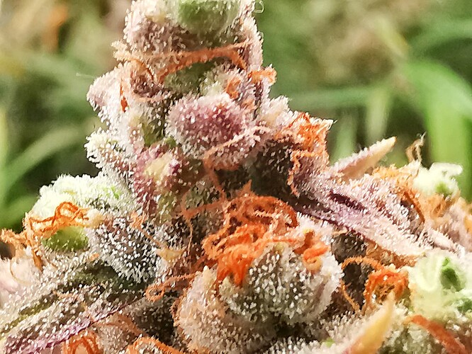 Growreport Bild 4