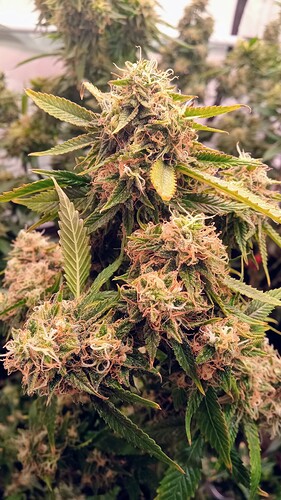 Growreport Bild 19