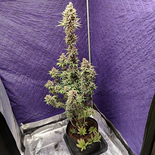 Growreport Bild 28
