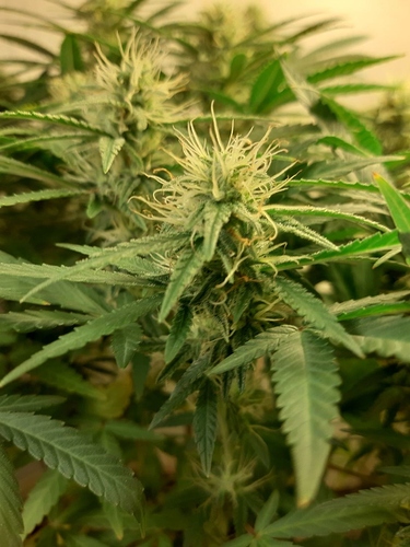 Growreport Bild 5