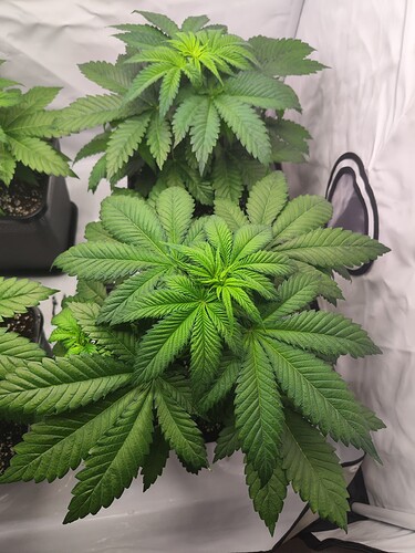 Growreport Bild 11