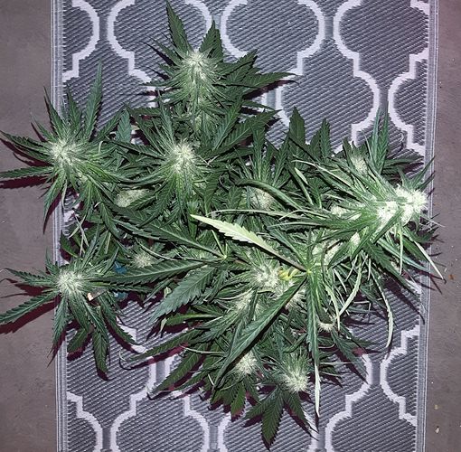 Growreport Bild 2