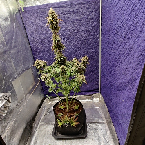 Growreport Bild 11